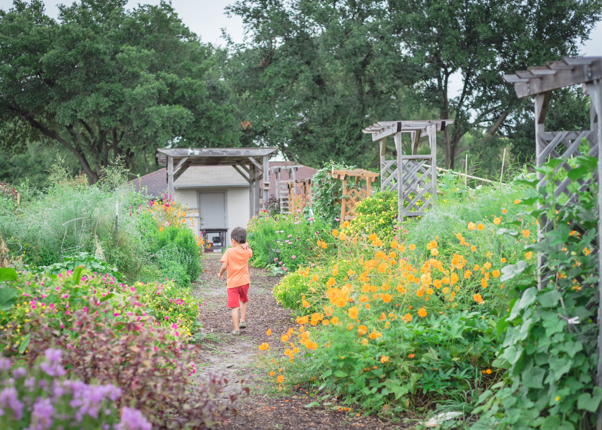 Lush pollinator garden. Photo: Shutterstock.